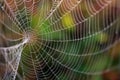Spider web Royalty Free Stock Photo