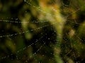 Spider web Royalty Free Stock Photo