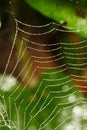 Spider Web Royalty Free Stock Photo