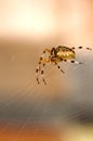 Spider on the web Royalty Free Stock Photo