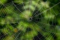 Spider Web