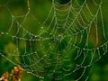 Spider-Web Royalty Free Stock Photo