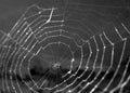 Spider Web Royalty Free Stock Photo