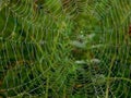 Spider Web Royalty Free Stock Photo