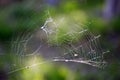 Spider web Royalty Free Stock Photo