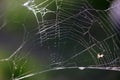 Spider web Royalty Free Stock Photo