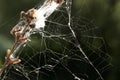 Spider web Royalty Free Stock Photo