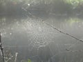 Spider web accentuated by dew