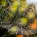 Spider web adorned with dewdrops reflecting light and creating a Royalty Free Stock Photo
