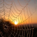 A spider web adorned with dewdrops is shown in front of a warm sunrise. The droplets Royalty Free Stock Photo