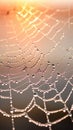 spider web adorned with morning dew, reflecting soft sunlight and casting shimmering patterns Royalty Free Stock Photo