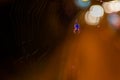 Spider on a web against a background of blurry lights at night Royalty Free Stock Photo