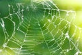 Spider web against green blured background Royalty Free Stock Photo