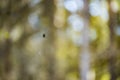 Spider on a web against green grass Royalty Free Stock Photo