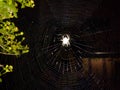 Spider web amazing architecture in nature