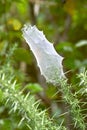 Spider web in Ancient tree, Waitakere Ranges Regional Park, New