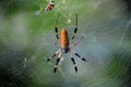 Spider on a web