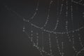 Spider Web Architecture