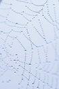 spider web as blue natural rain pattern background close-up Royalty Free Stock Photo