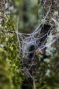 Spider web attached to moss-covered tree in forest Royalty Free Stock Photo