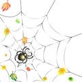 Spider on a Web in Autumn