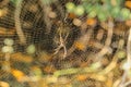 Spider web with autumn background. A spider on the web waiting for its prey. Close up view of the strings of a spiders web. Spider