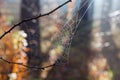 Spider web in autumn forest with dew close-up Royalty Free Stock Photo