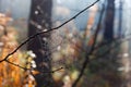 Spider web in autumn forest with dew, close-up Royalty Free Stock Photo