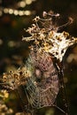 Spider Web In Autumn Morning Royalty Free Stock Photo