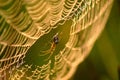 Spider Web In Autumn Morning Royalty Free Stock Photo