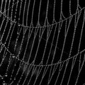 Spider web autumn Royalty Free Stock Photo