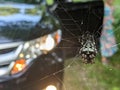 Spider web awesom