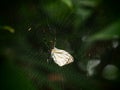 A spider on web in Baan Grang, Kangkrachan forest, Petchburi