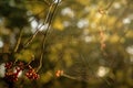 Spider web in back light at a bush Royalty Free Stock Photo
