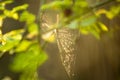 Spider web in back light Royalty Free Stock Photo