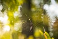 Spider web in back light Royalty Free Stock Photo