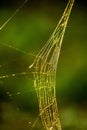 Spider web in back light Royalty Free Stock Photo