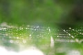 Spider web background Royalty Free Stock Photo