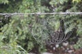 Louisiana Spider Web