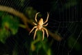 Spider web background at night Royalty Free Stock Photo