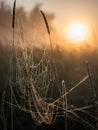 Spider web Royalty Free Stock Photo