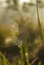 Spider web in backlight and blury background