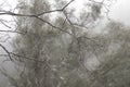 Spider web in bare tree branches with morning mist Royalty Free Stock Photo