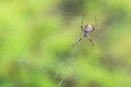 Spider on the web. Royalty Free Stock Photo