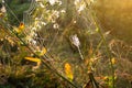 Spider on web. Beautiful morning on the autumn field. Sunshine. Nature inspiration, travel and wanderlust concept