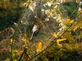 Spider on web. Beautiful morning on the autumn field. Sunshine. Nature inspiration, travel and wanderlust concept