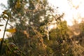 Spider on web. Beautiful morning on the autumn field. Sunshine. Nature inspiration, travel and wanderlust concept