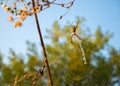 Spider on web. Beautiful morning on the autumn field. Sunshine. Nature inspiration, travel and wanderlust concept