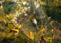 Spider on web. Beautiful morning on the autumn field. Sunshine. Nature inspiration, travel and wanderlust concept. Nostalgia