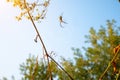 Spider on web. Beautiful morning on the autumn field. Sunshine. Nature inspiration, travel and wanderlust concept. Nostalgia